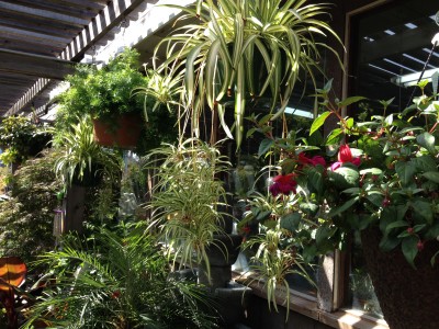 spider plant with spiderettes