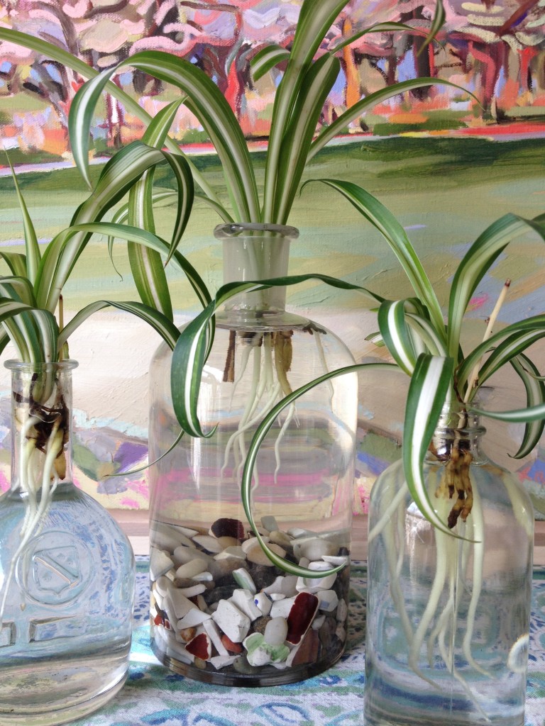 rooting spider plants