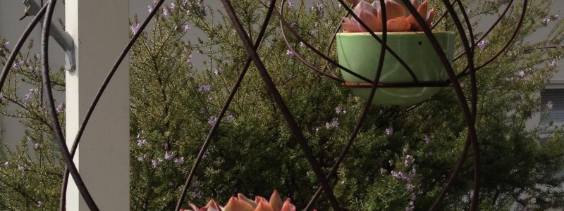 hanging pots with plants in topiary forms